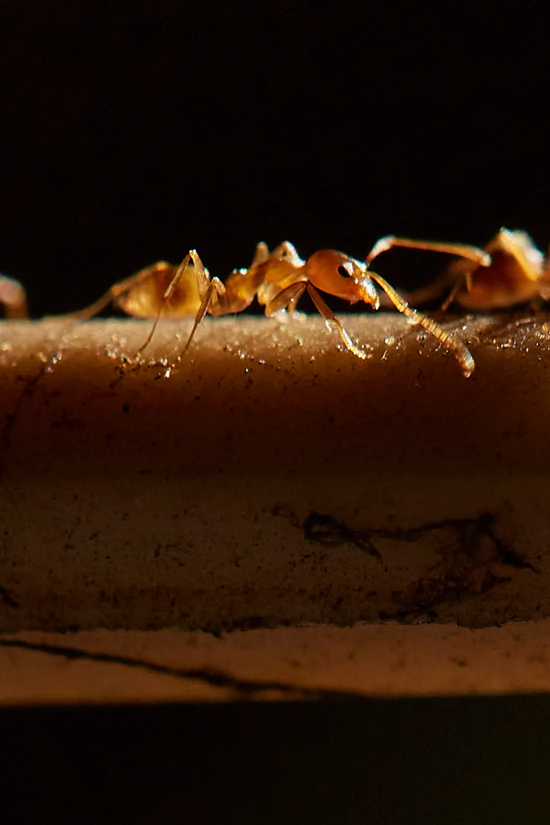 Close-up of ants walking on a textured surface
